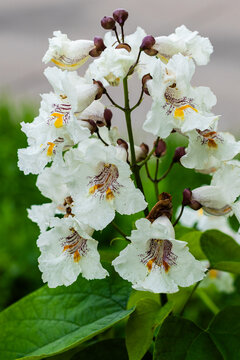 Catalpa speciosa. White flowering plant with intricate blossoms and green leaves, showcasing multiple blooms in a natural outdoor setting during daylight