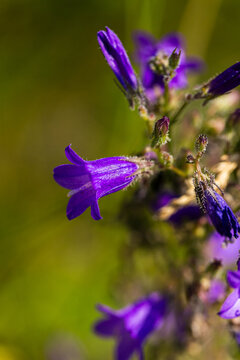 Close-up of vibrant purple bellflower blossoms with delicate petals and green foliage in a natural outdoor setting under soft sunlight