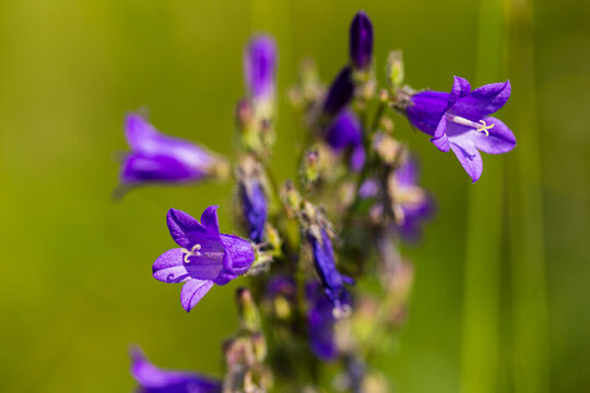 Cluster of vibrant purple bellflowers with delicate petals and green foliage in a natural outdoor setting, showcasing the beauty of wildflowers in bloom