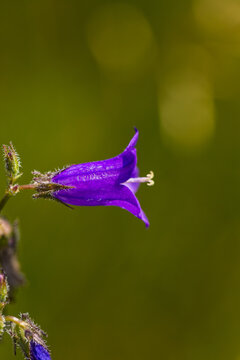 Purple bellflower with delicate petals and green foliage, captured in a close-up view against a soft blurred background of natural light