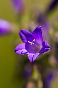 Close-up of a vibrant purple bellflower with delicate petals and prominent stamen, set against a soft green background in a natural outdoor setting