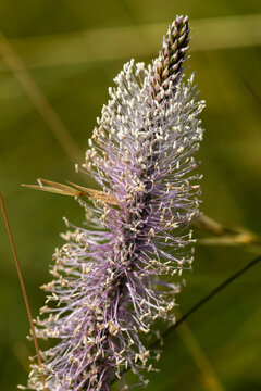 Close-up of purple flowering plant with delicate white filaments and green background, showcasing intricate details of the blossom and surrounding foliage