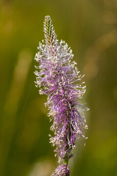 Purple flowering plant with elongated spike and delicate white filaments against a blurred green background in a natural outdoor setting