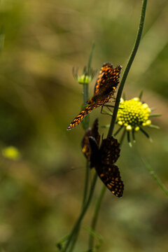Two orange and black butterflies perched on slender green stems of wildflowers in a natural outdoor setting with blurred background of greenery