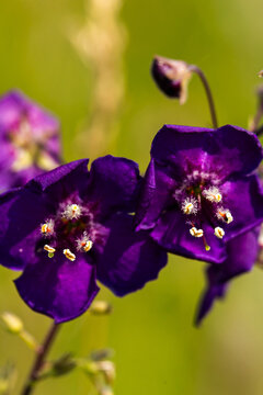 Close-up of vibrant purple flowers with intricate details and yellow stamens, set against a soft green background in a natural outdoor environment