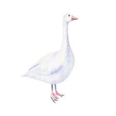 Watercolor farm goose isolated on a white background. © Olga