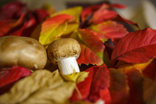 Fresh brown mushrooms on a bed of colorful autumn leaves.