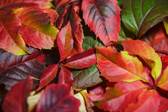 Autumn leaves background, colorful red and green foliage.