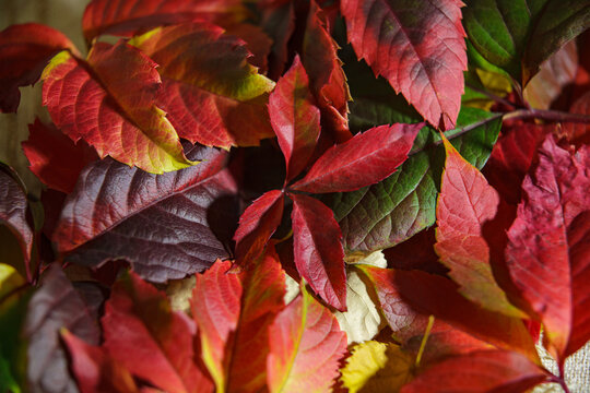Vibrant autumn foliage background, red and green grape leaves texture.