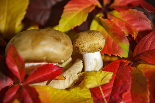 Fresh brown mushrooms on a bed of colorful autumn leaves.