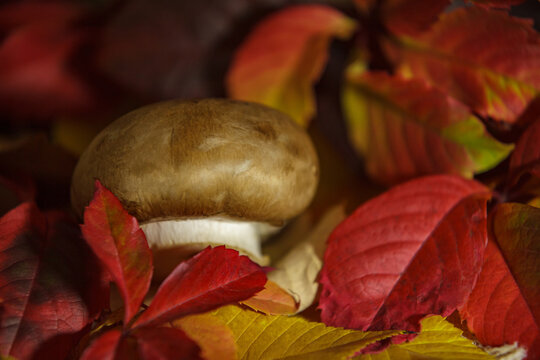 Fresh brown mushroom on a bed of colorful autumn leaves.