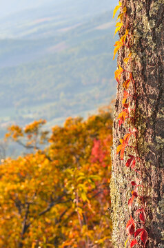 Autumn in  Shenandoah National Park, Virginia, United States of America

