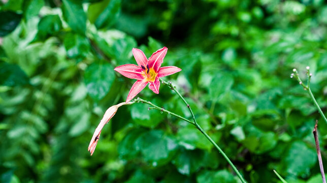 Pink daylily flower blooming outdoors with green foliage