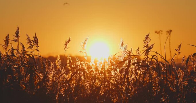 Golden sunset light shining through dry reeds in a field