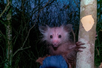 Fototapeta premium Rare aye-aye lemur with large ears and round eyes clinging to a tree at night, featuring coarse matted fur and long claws for nocturnal wildlife studies
