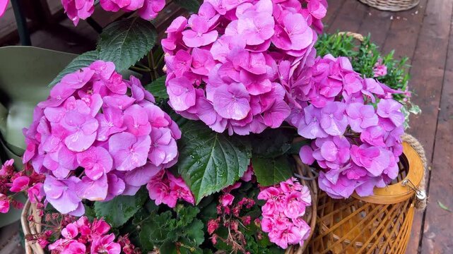 Beautiful pink hydrangea macrophylla flowers bloom in wicker pots. Lush blossoms sway gently in a summer breeze. Fresh green leaves surround the vibrant floral vertical close-up background.