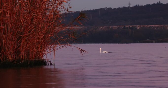 Lonely Swan Swimming on a Quiet Lake at Sunset Near Golden Reeds and Distant Hills