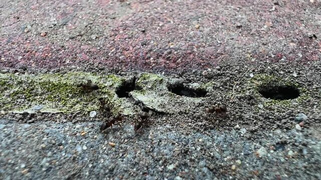 Small group of ant on concrete surface carrying food near nest entrance in summer macro nature scene