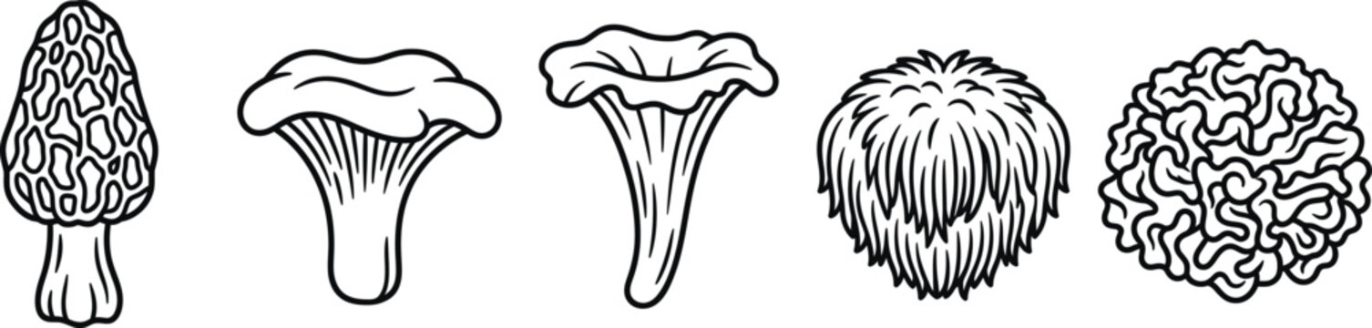 Wild mushroom line art icon set morel hedgehog black trumpet lion's mane cauliflower vector