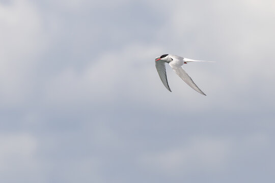 Arctic Tern Sterna paradisaea flying over Norway cloudy sky.