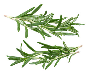 Fototapeta premium Fresh rosemary sprig isolated on white background