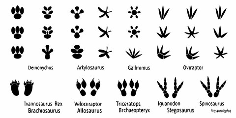 Dinosaur Footprint Silhouettes On A White Background © Suvro