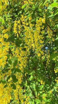 Bright yellow laburnum flowers hang in dense clusters against clear blue sky. Gentle summer breeze sways golden rain blossoms on an ornamental tree showcasing blooming toxic pods in a garden.