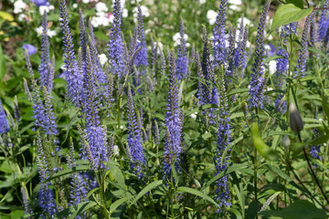 Fototapeta premium Veronica in garden