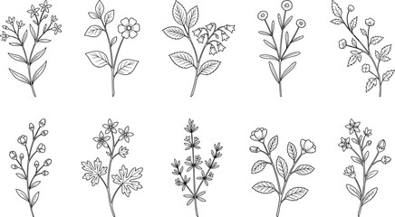 Hand drawn botanical herbs and leaves collection vector set with engraved wildflowers branch elements for vintage nature decoration © MDAJAHAR