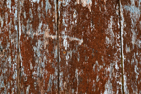 Old red lichen on wooden background