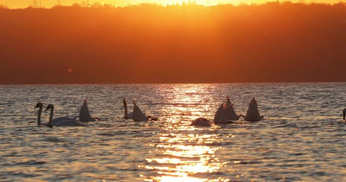 Swans Feeding At Golden Sunset On A Lake, Group Of Birds In Water Looking for food