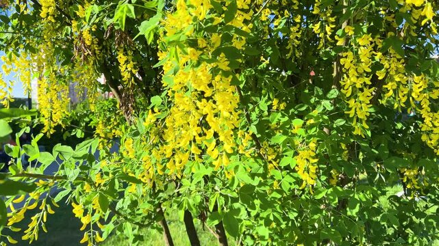 Beautiful golden rain tree branches sway in the breeze. Bright yellow laburnum anagyroides flowers hang in long clusters against green leaves on a sunny spring day in a close-up garden view.