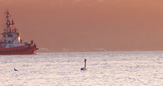 Tugboat Passing at Sunset and Swan Bird Swimming in Calm Harbor Waters