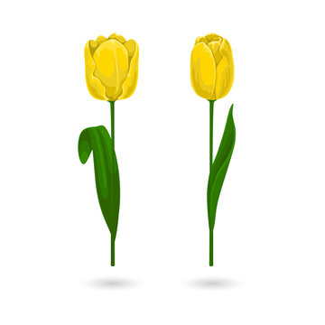 Two vibrant yellow tulip flowers with green stems and leaves standing upright on a white surface isolated on a transparent background
