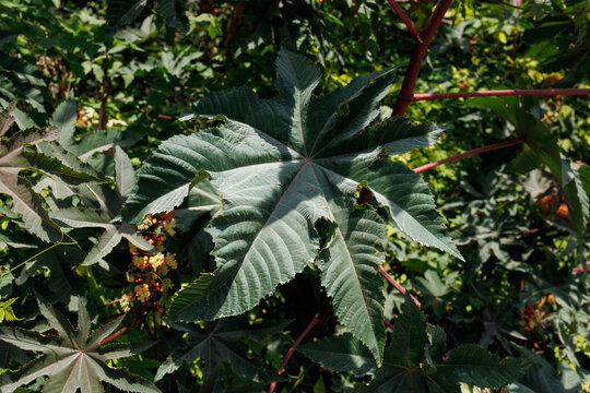 Castor Bean Plant, Ricinus communis, Leaves Close Up