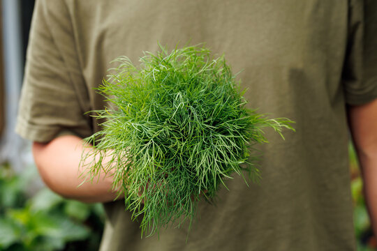Farmer Holding a Large Bunch of Fresh Dill