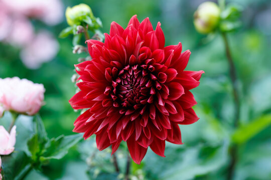 Blooming Red Dahlia Flower in garden