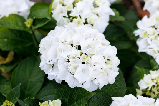 Blooming White Hydrangea in Garden