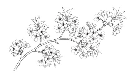 Cherry blossom branch line art, hand drawn sakura flowers vector illustration, botanical spring floral sketch for wedding invitations and greeting cards © vector hub