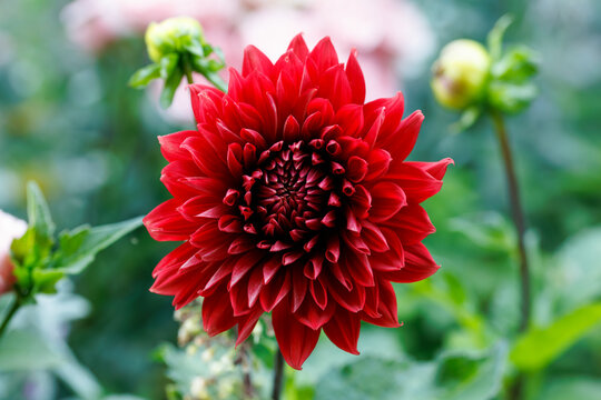 Blooming Red Dahlia Flower in garden