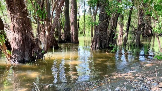 Flooded forest with tree trunks standing in murky lake water surrounded by lush green summer foliage