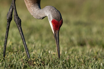 Fototapeta premium Sandhill Crane Foraging in Grass at Orlando Wetlands