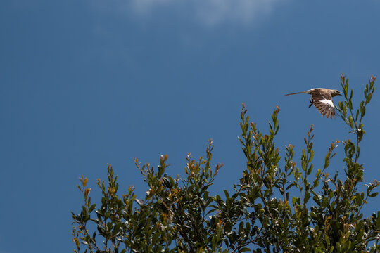 Northern Mockingbird Flying Above Tree Against Blue Sky