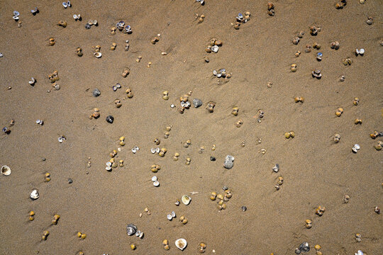 Asian clam shells Corbicula fluminea on a sandy river beach, grooved basket clam shell texture on the sand of Rhine river bank