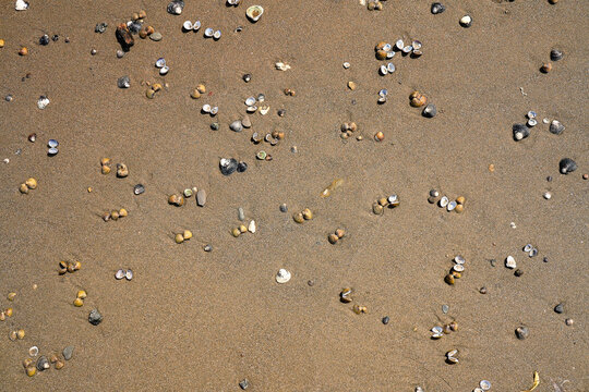 Asian clam shells Corbicula fluminea on a sandy river beach, grooved basket clam shell texture on the sand of Rhine river bank