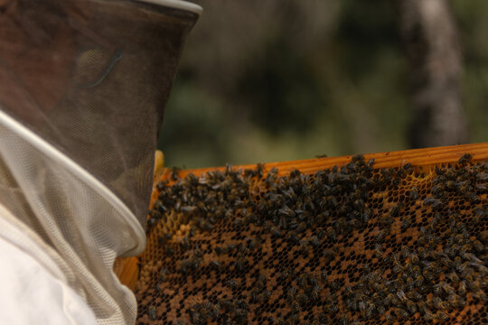 Close-up rear view of beekeeper inspecting honeycomb frame