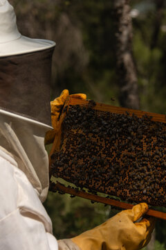 Rear close-up of beekeeper examining honeycomb frame vertical