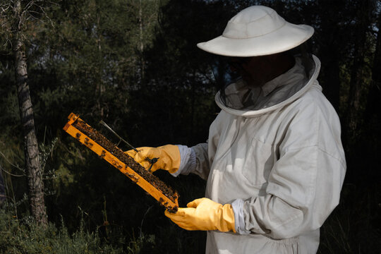 Beekeeper inspecting honeycomb frame during hive examination