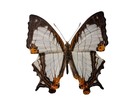 Exotic map butterfly Cyrestis thyodamas isolated on white background.