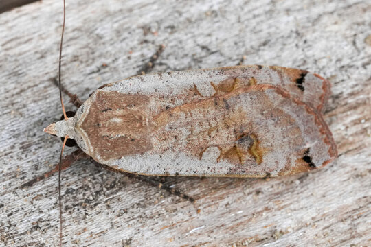 Dorsal closeup on a Large Yellow Underwing owlet moth, Noctua pronuba
